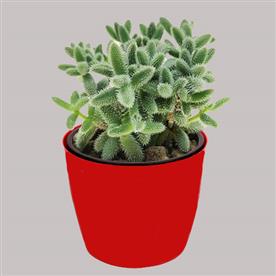Pickle cactus, delosperma echinatum - succulent plant