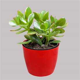 Jade plant for cancer or kark rashi - plant