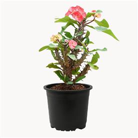 Euphorbia (peach) - succulent plant