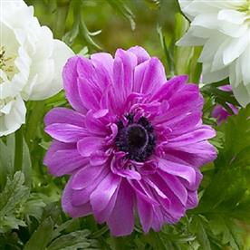 Anemone the admiral (pink)