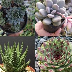 Set of 4 mixed succulent plants (assorted) pack