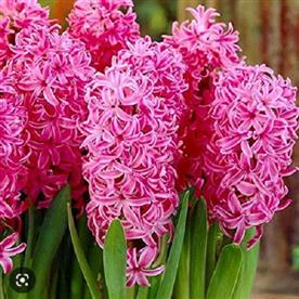 Hyacinth jan bos (pink)