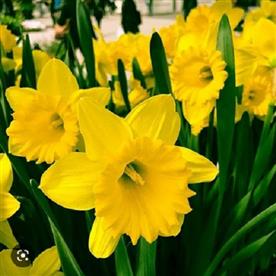 Daffodil dutch master (yellow)