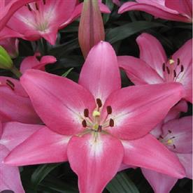 Monado asiatic lily (dark pink) - bulbs (set of 5)