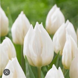Tulip prince (white)