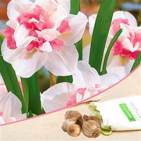 Daffodil delnashaugh (white, pink) - bulbs (set of 5)