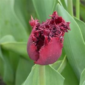 Tulip labrador (wine color)