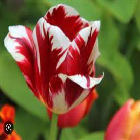 Tulip leen van demark (red, white)