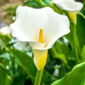 Calla lily (white)