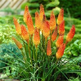 Kniphofia, torch lily (mix color)