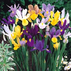 Iris xiphium, dutch iris (mix color)