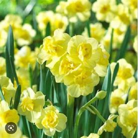 Daffodil cheerfulness (yellow)