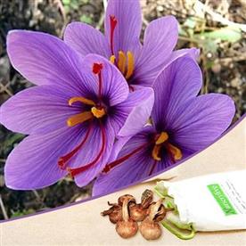 Crocus sativus, kesar, saffron - bulbs (set of 5)