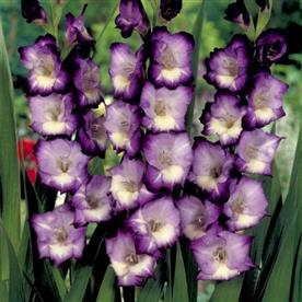 Gladiolus king lynn (violet, white) - bulbs (set of 10)