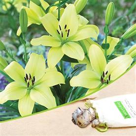 Asiatic lily, trebbiano longiflorum (soft yellow) - bulbs (set of 5)