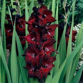 Gladiolus black beauty (red, black) - bulbs (set of 10)