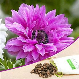 Anemone the admiral (pink) - bulbs (set of 5)