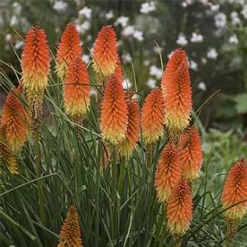 Kniphofia, torch lily (mix color) - bulbs (set of 5)