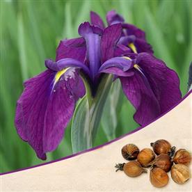 Iris kaempferi, iris ensata (purple) - bulbs (set of 5)