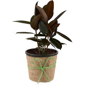  rubber tree, rubber plant, ficus elastica (small)