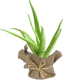 Aloe vera - succulent plant