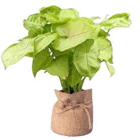 Syngonium green - plant