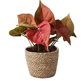 Syngonium (pink) - plant