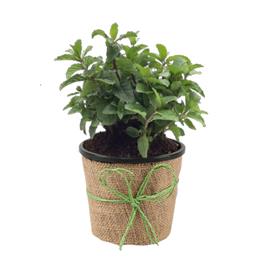  common mint plant, pudina