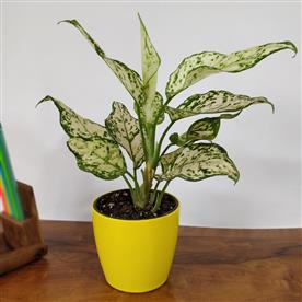 Aglaonema costatum, chinese evergreen (green) - plant