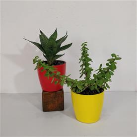 Pack of 2 vastu plants