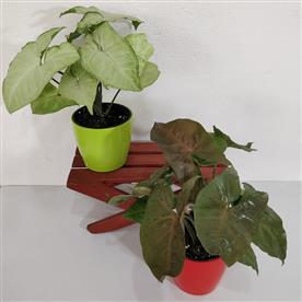 Pack of 2 syngonium plants
