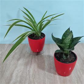 Pack of 2 lucky plants