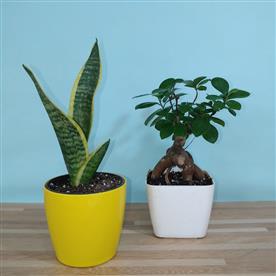 Pack of 2 indoor plants