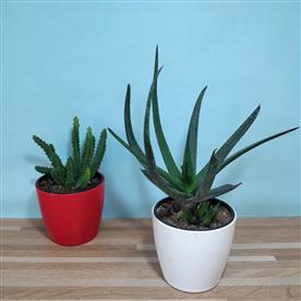 Pack of 2 cactus plants